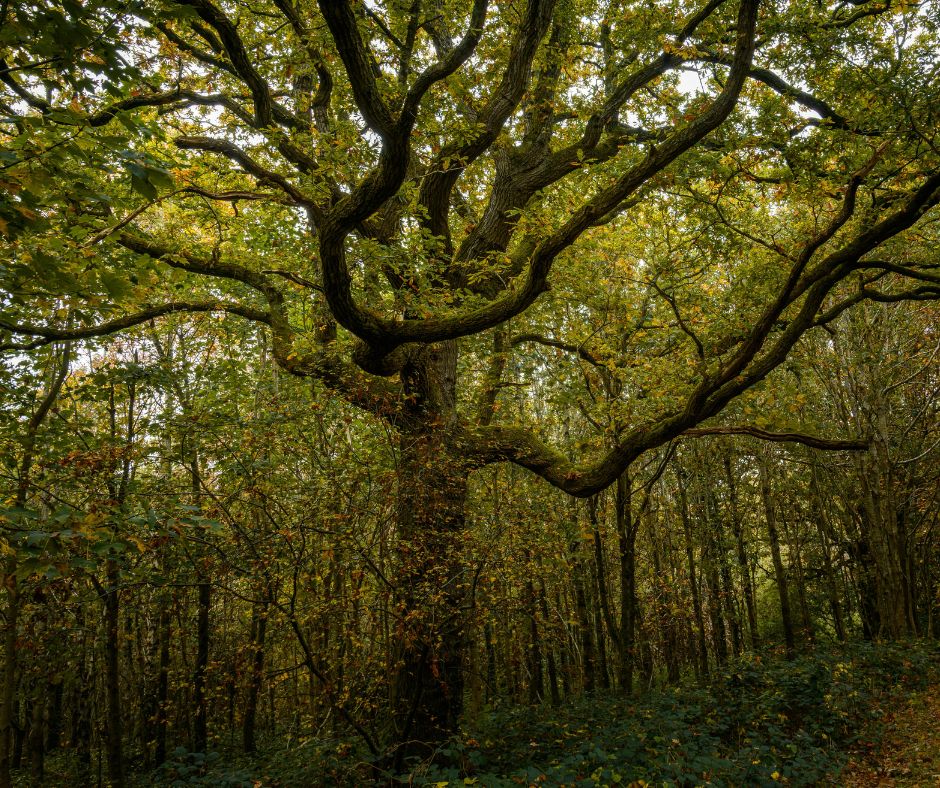 Occasional Places Available at Alleyn’s Oakfield